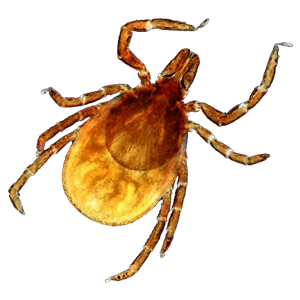 Tick insect PNG-51895
